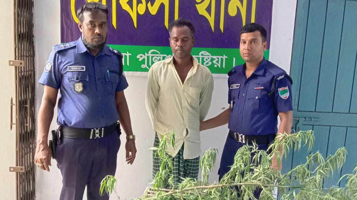 খোকসায় গাঁজা চাষী ঘরজামাইয়ের কান্ড! খোকসায় গাঁজা চাষী ঘরজামাইয়ের কান্ড!