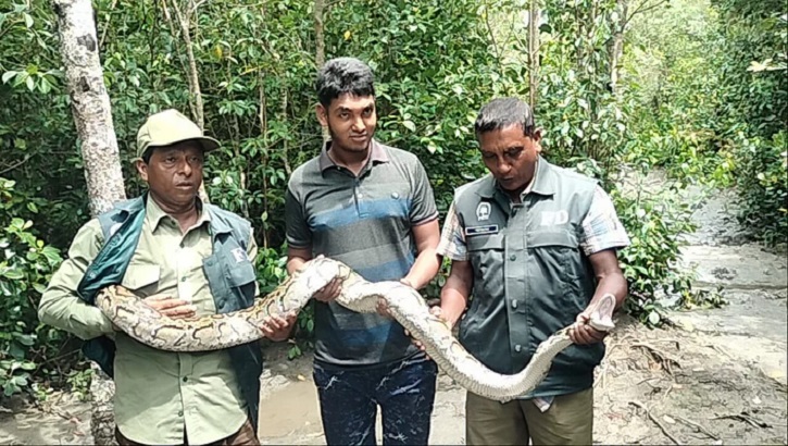 লোকালয় থেকে অজগর উদ্ধার, সুন্দরবনে অবমুক্ত