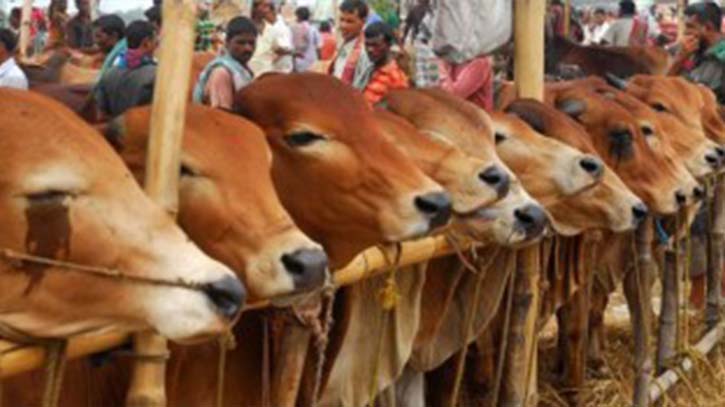 এই ঈদে ভারত থেকে ১ লাখ গরু আমদানির সুপারিশ এই ঈদে ভারত থেকে ১ লাখ গরু আমদানির সুপারিশ