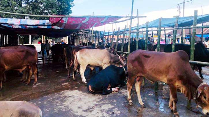 গরু আছে, ক্রেতা নেই