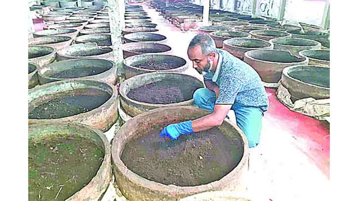 সার উৎপাদনে সাইফুলের সাফল্য সার উৎপাদনে সাইফুলের সাফল্য