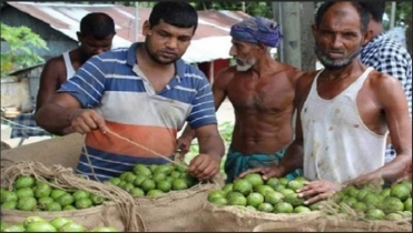 ঝালকাঠির আমড়া যাচ্ছে বিদেশে 