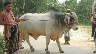 প্রধানমন্ত্রী শেখ হাসিনাকে গরু উপহার দিলেন কৃষক দম্পতি