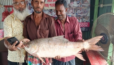 পদ্মায় জালে ১২ কেজির রুই, সাড়ে ২৭ হাজারে বিক্রি