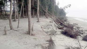 টেউয়ের তোড়ে কুয়াকাটায় বিলীন সংরক্ষিত বনাঞ্চল