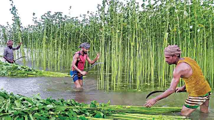 টাঙ্গাইলে পাটের বাম্পার ফলন