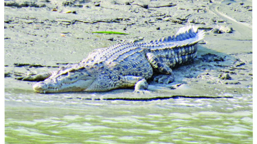 সুন্দরবনে কুমির নিয়ে গবেষণা