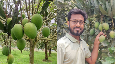 রংপুরে হাঁড়িভাঙ্গা আমের ব্যাপক ফলনের প্রত্যাশা, শুরু হয়েছে সংগ্রহ