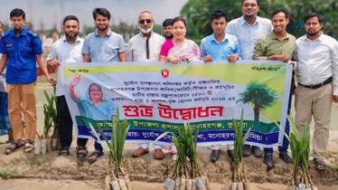 কুমিল্লায় প্রশাসনের উদ্যোগে ১৫শ’ তালের চারা রোপণ