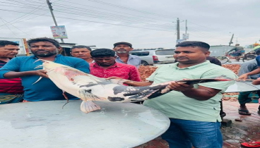 মহাবিপন্ন  বাগাড় মাছ প্রকাশ্যে বিক্রি
