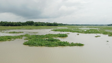 লুপ্ত হচ্ছে টাঙ্গাইলের প্রাণবৈচিত্র্য মাছশূণ্য মধুপুরের বিল