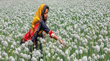 জৈব আগাছানাশক উদ্ভাবন করে গৌতম রায় পেলেন পেটেন্টের স্বীকৃতি জৈব আগাছানাশক উদ্ভাবন করে গৌতম রায় পেলেন পেটেন্টের স্বীকৃতি