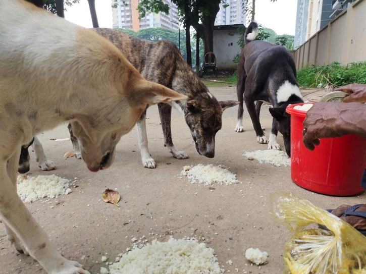 বেওয়ারিশ প্রাণির প্রতি নিরেট ভালোবাসা বেওয়ারিশ প্রাণির প্রতি নিরেট ভালোবাসা