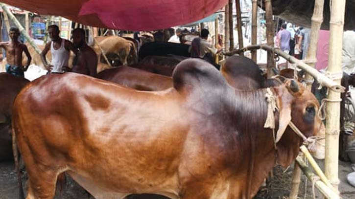 উওরার পশুর হাঁট: শেষ মুহুর্তে বেচাকেনা বেশ জমে উঠেছে উওরার পশুর হাঁট: শেষ মুহুর্তে বেচাকেনা বেশ জমে উঠেছে