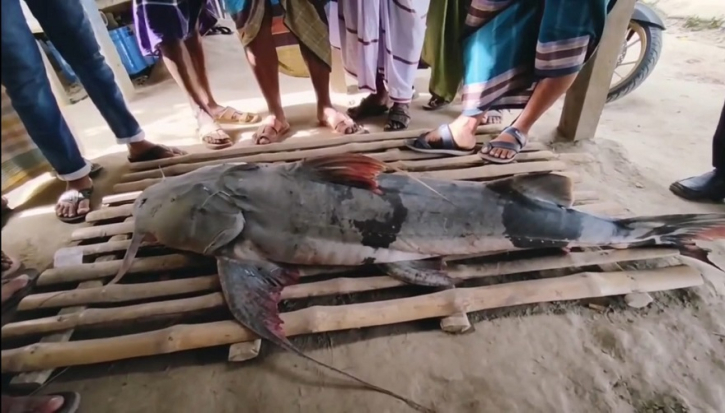 মহাবিপন্ন বাগাড় মাছ প্রকাশ্যে বিক্রি, নেই সংরক্ষণের উদ্যোগ। রাজবাড়ীতে ক্ষোভ মহাবিপন্ন বাগাড় মাছ প্রকাশ্যে বিক্রি, নেই সংরক্ষণের উদ্যোগ। রাজবাড়ীতে ক্ষোভ